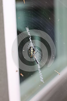 Argiope aurantia spiderÂ 2011